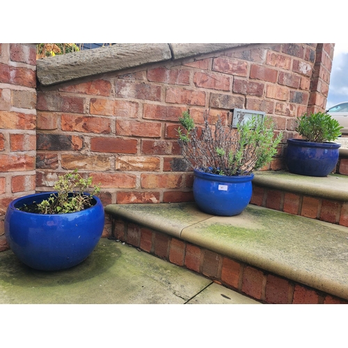 45 - Collection of 3 stone blue glazed planters potted shrubs