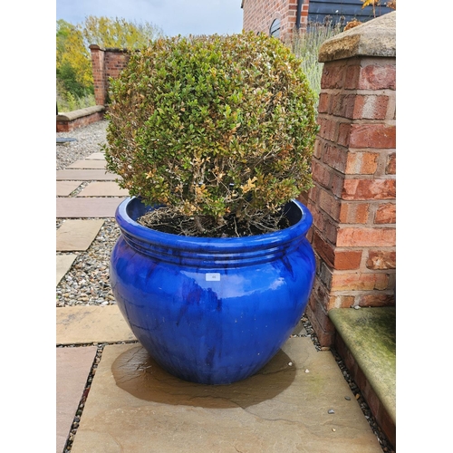 46 - Large stone blue glazed planter potted bush