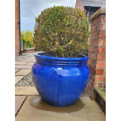 46 - Large stone blue glazed planter potted bush