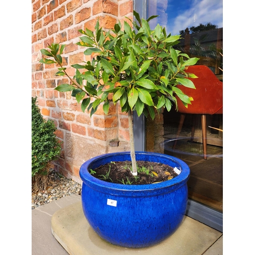 47 - Large stone blue glazed planter potted tree