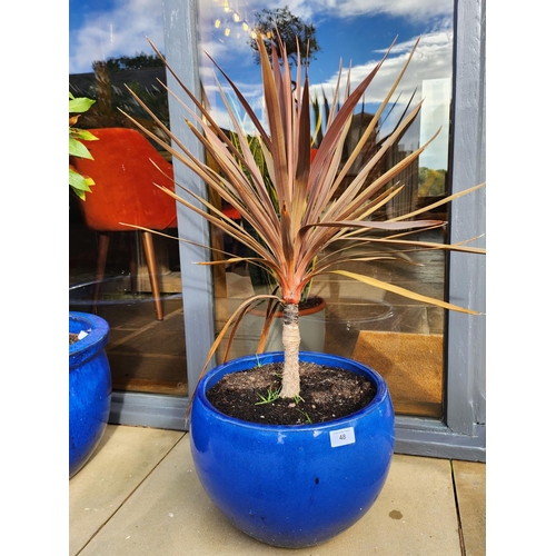 48 - Large stone blue glazed planter potted tree