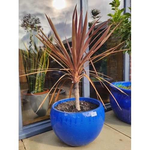 49 - Large stone blue glazed planter potted tree