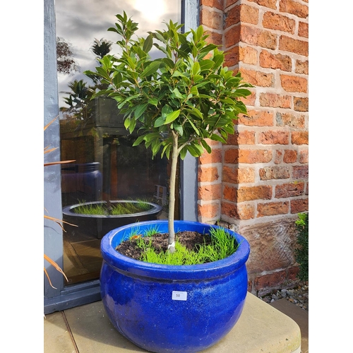 50 - Large stone blue glazed planter potted tree