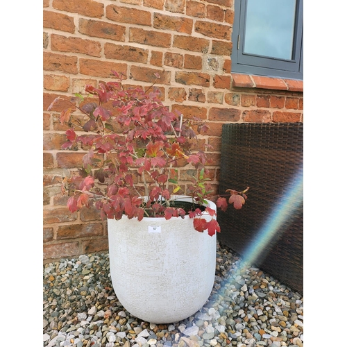 57 - Potted red bush, beautiful white plant pot