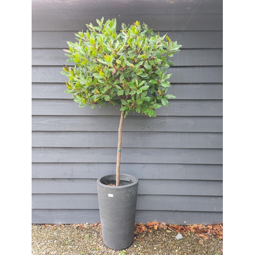 6 - Potted tree