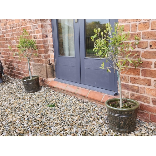 61 - Pair of beautiful metallic stone glazed planters with potted trees