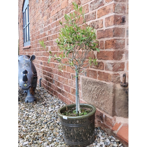 61 - Pair of beautiful metallic stone glazed planters with potted trees