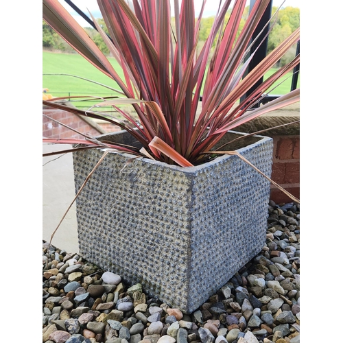 62 - Pair of beautiful square planters with  large red plants