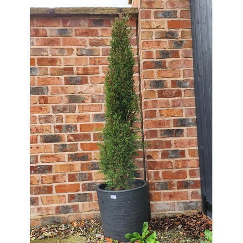 7 - Potted conifer tree