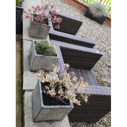 70 - Three potted shrubs bushes beautiful squared planters