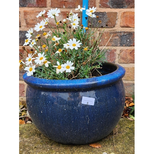 8 - Potted giant daisies blue glazed stone planter