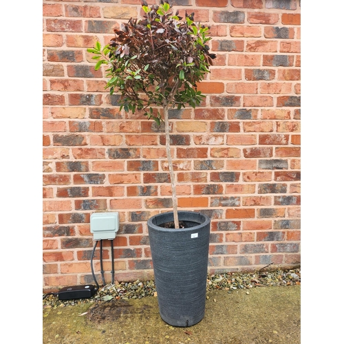 9 - Potted tree