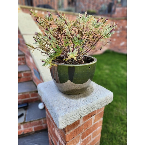 95 - Pretty Metallic plant pot with contents