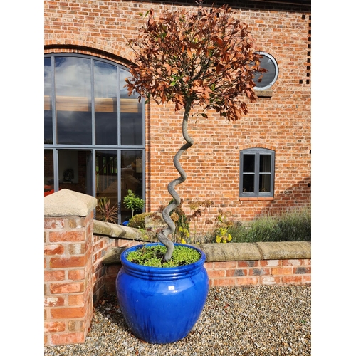 23 - 20 year old Corkscrew Standard 7ft Spiral Bay Tree - Laurus nobilisvery large blue glazed stoneware ... 