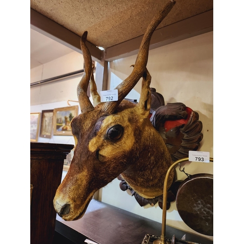 792 - Large Taxidermy stags head invert good condition