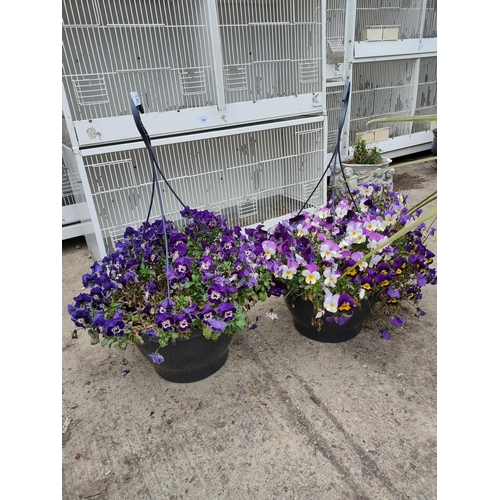151 - 2 hanging containers containing pansies.