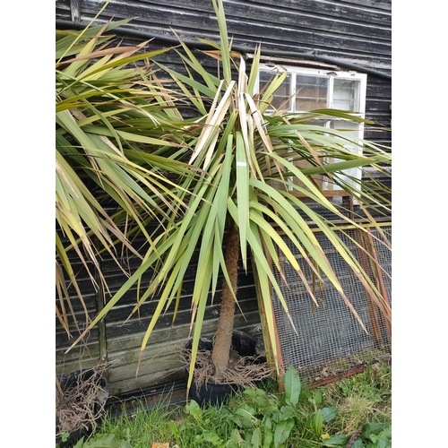 6 - Yucca tree with roots ready to be planted 5ft tall aprox