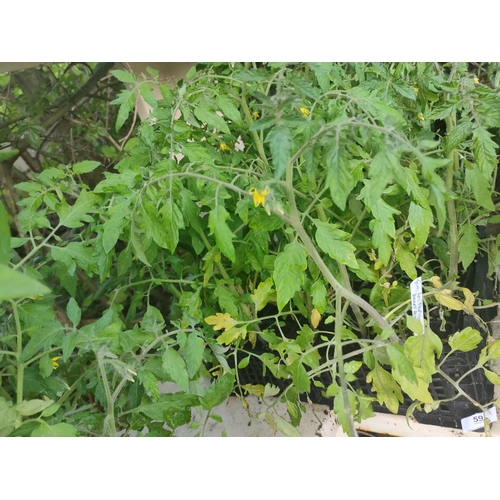 59 - 20 POTS TOMATO RED PROFUSION ( FOR HANGING BASKETS OR CHERRY TOMATOES)