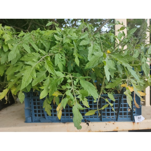60 - 20 POTS TOMATO RED PROFUSION ( FOR HANGING BASKETS OR CHERRY TOMATOES)