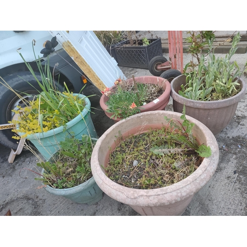 7 - 5 large plant pots with plants