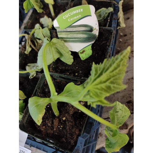 380 - 6 X POTS CUCUMBER CARMEN