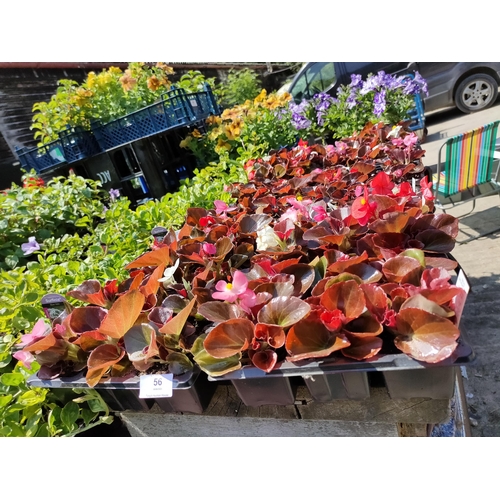 56 - Devil Delight Begonia mix. Provides an abundance of brightly coloured blooms all season lon.
2 trays... 