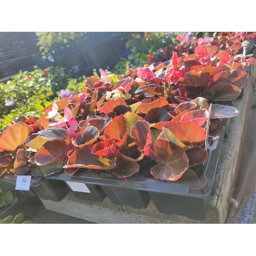 56A - Devil Delight Begonia mix. Provides an abundance of brightly coloured blooms all season lon.
2 trays... 