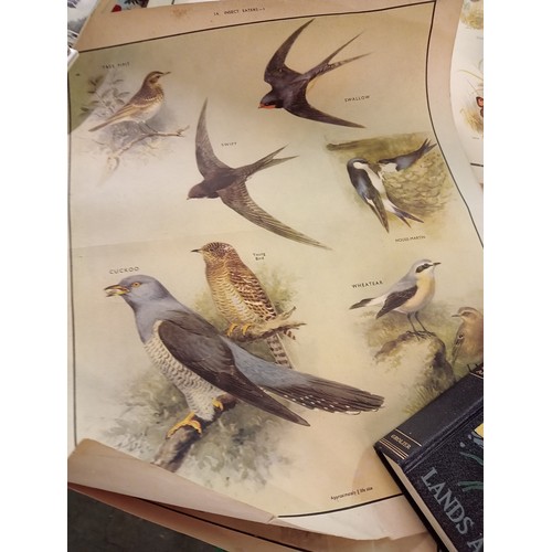 820C - Fantastic collection of antique bird and insect  posters. Amazing collection.