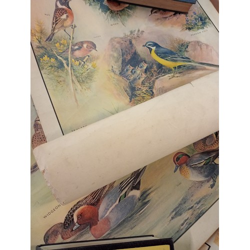 820C - Fantastic collection of antique bird and insect  posters. Amazing collection.