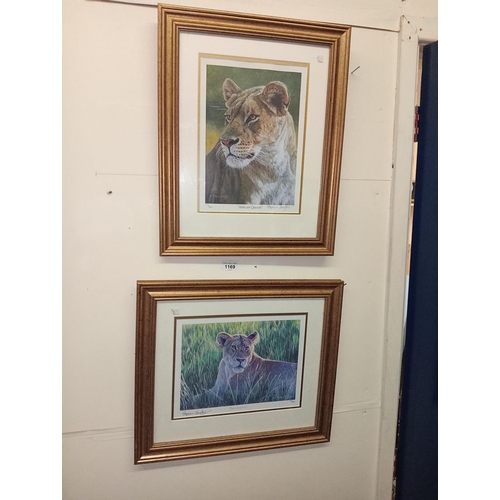 1169 - TWO LIMITED EDITION PRINTS OF LIONS AFRICAL QUEEN / SUN DOWNER