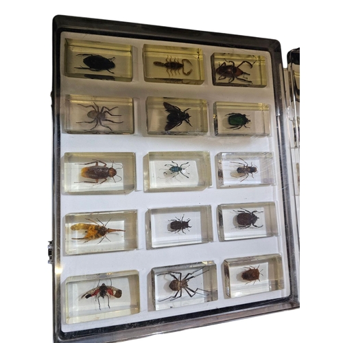 262 - Large collection of Beetles in perspex casing 40 in total