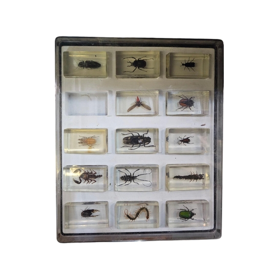 262 - Large collection of Beetles in perspex casing 40 in total