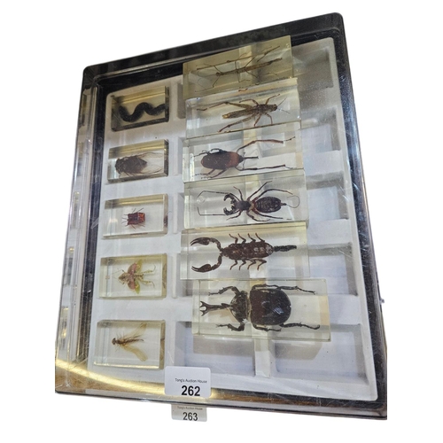 262 - Large collection of Beetles in perspex casing 40 in total