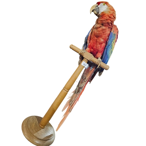 354 - Stunning Parrot taxidermy mounted on wooden plinth 77cm tall