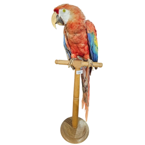 354 - Stunning Parrot taxidermy mounted on wooden plinth 77cm tall