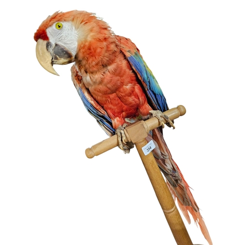 354 - Stunning Parrot taxidermy mounted on wooden plinth 77cm tall