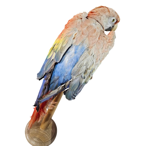 354 - Stunning Parrot taxidermy mounted on wooden plinth 77cm tall