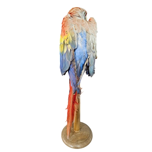 354 - Stunning Parrot taxidermy mounted on wooden plinth 77cm tall