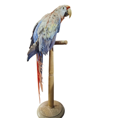 354 - Stunning Parrot taxidermy mounted on wooden plinth 77cm tall