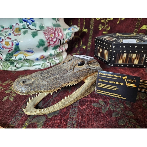 7 - Taxidermied alligator head. Small taxidermy