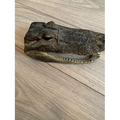 7 - Taxidermied alligator head. Small taxidermy