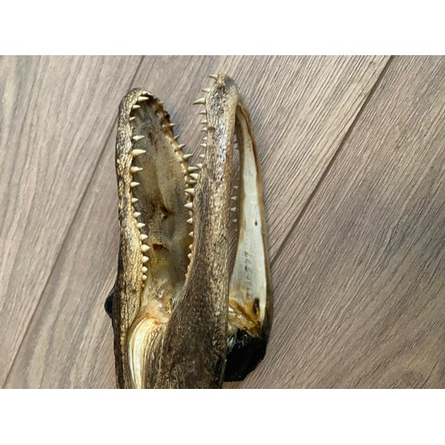 7 - Taxidermied alligator head. Small taxidermy