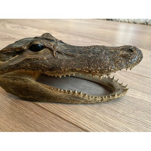 7 - Taxidermied alligator head. Small taxidermy