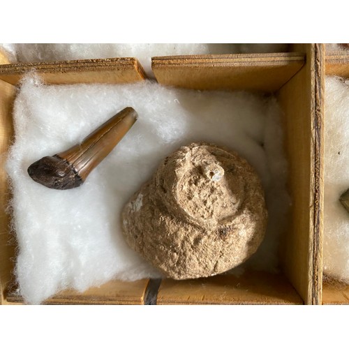 14 - Collection of rocks and minerals in compartmentalized box