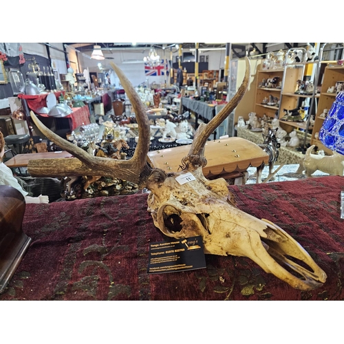 11 - Stags head skull with part antlers