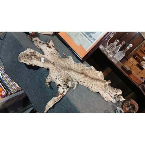 Antique Taxidermy snow leopard skin rug