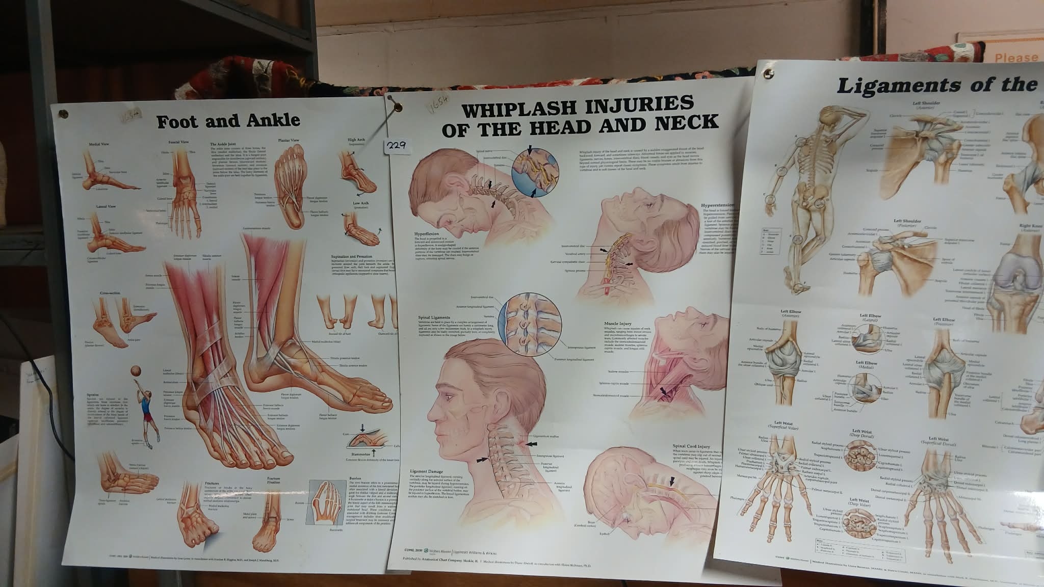 anatomical charts illustrating different parts of the human body and ...
