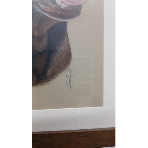 6 - pair of framed chocolate Labrador Retriever portraits signed
