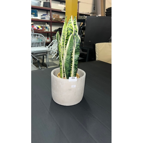 252 - artificial Sansevieria trifasciata plant, commonly known as a snake plant or mother-in-law's tongue
