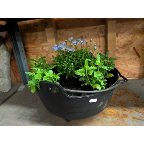 60E - container garden features a rustic, dark-colored cauldron-style planter filled with various plants.